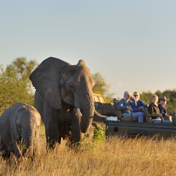 Venture into the wild with African Travel